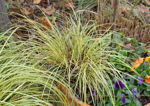 oshimensis 'Evero' Il ressemble beaucoup à l'evergold (à gauche sur la photo), mais les feuilles sont beaucoup plus fines.