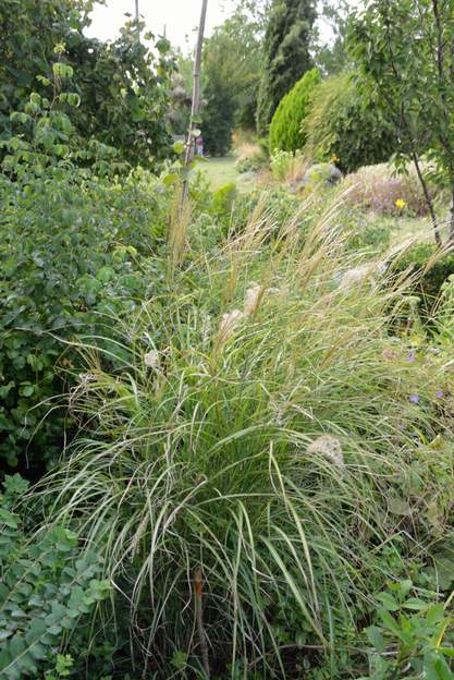 sinensis 'Adagio' 2018 08