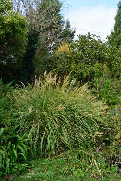 sinensis 'Adagio' 2021 09