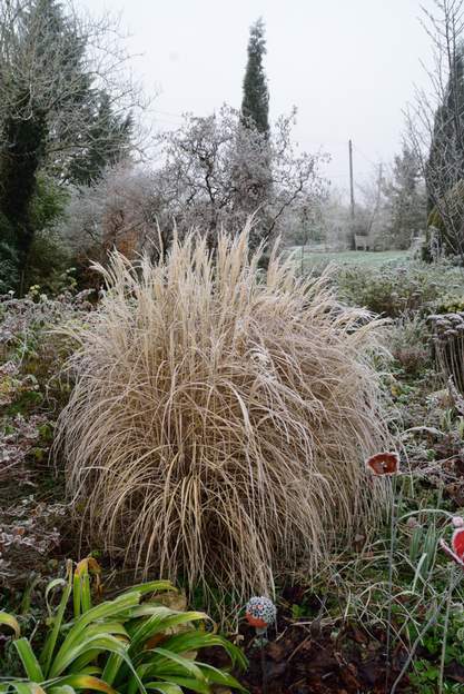 sinensis 'Adagio' 2022 01