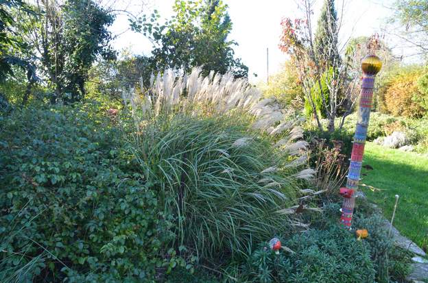 sinensis 'Adagio' 2024 11