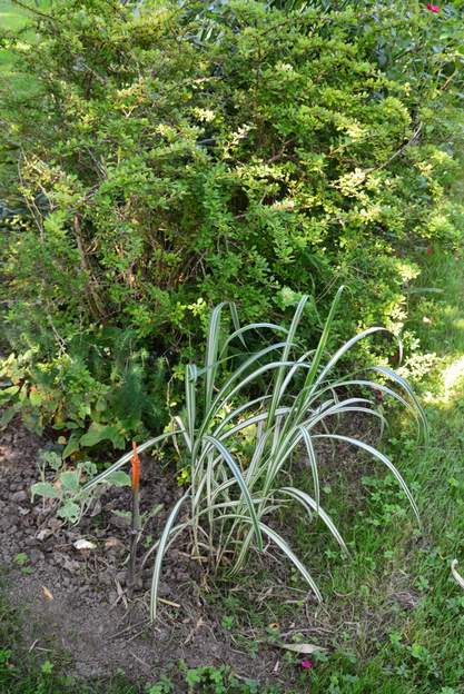 sinensis 'Cabaret' 2013