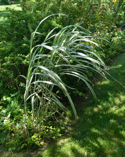 sinensis 'Cabaret' 2017