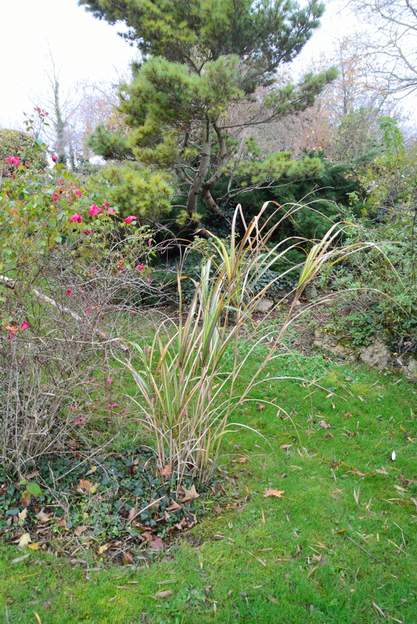 sinensis 'Cabaret' 2020 12