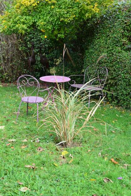 sinensis 'Cosmopolitan' 2025 10