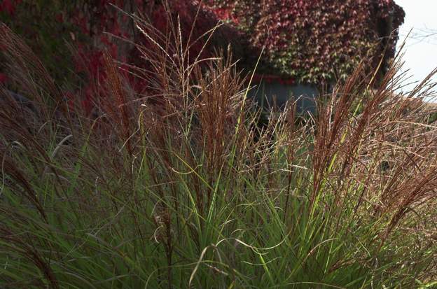 sinensis 'Gracillimus' 2 Fleur très rouge, tardive