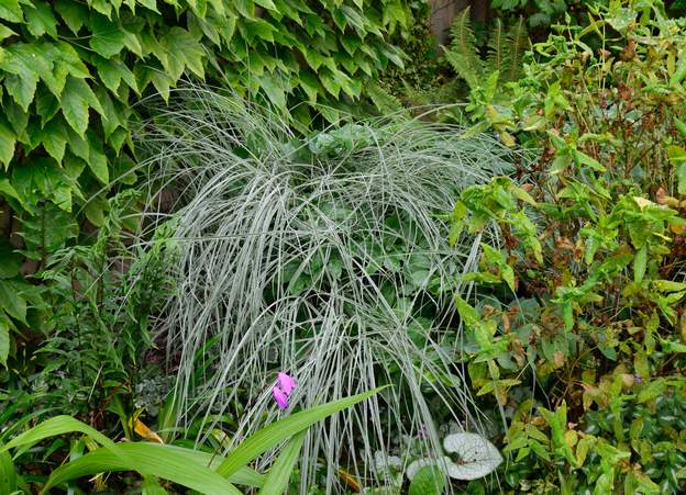 sinensis 'Morning Light' 4