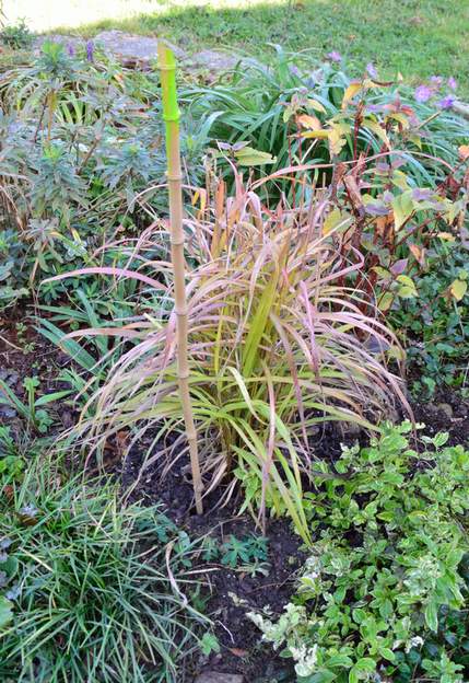 sinensis 'Navajo' 2022 11