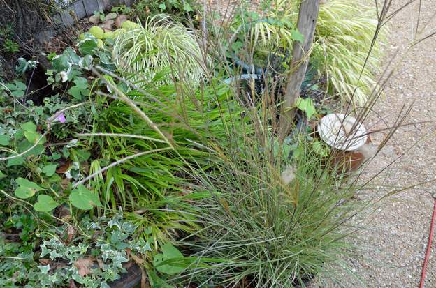 sinensis 'Red Chief' (1)