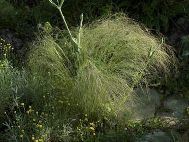 Stipa
