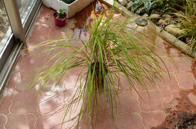 Stipa arundinacea 'Sirocco' 2014
