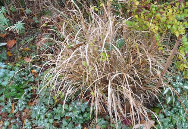 Stipa arundinacea 'Sirocco' 2015 10