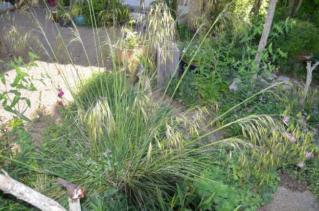 Stipa gigantea 2017