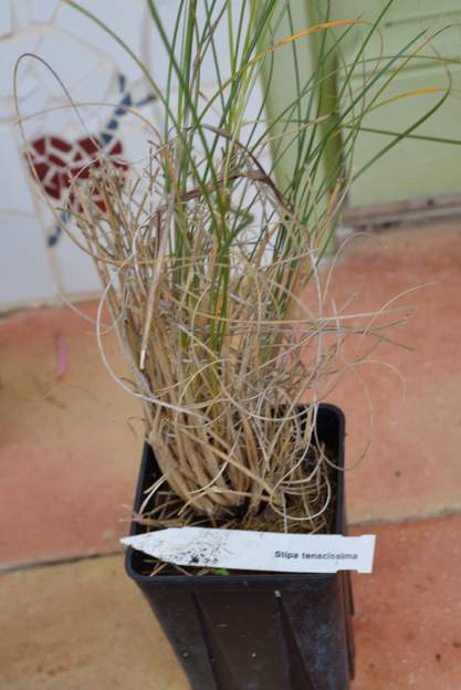 Stipa tenacissima 1 Filippi janvier 2013 ; son nom commun c'est alfa . Les graines se mangent germées, et surtout on fait du papier et des tissages avec les tiges.
