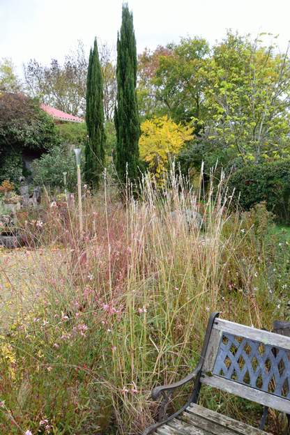 Bothriochloa barbinodis 2021 11 (1) Barbon andropogon . Janvier 2013 de St Martin de Londres. Elle se resème gentiment dans le jardin, et va très bien avec les gauras. Dans la région, c'est une...