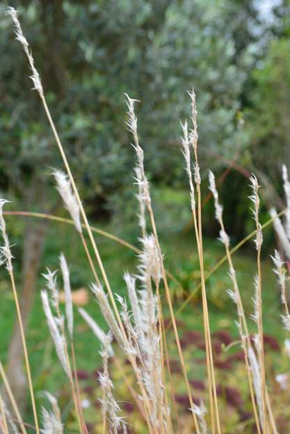 Bothriochloa barbinodis 2021 11 (2)