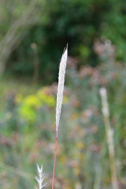 Bothriochloa barbinodis 2021 11 (3)