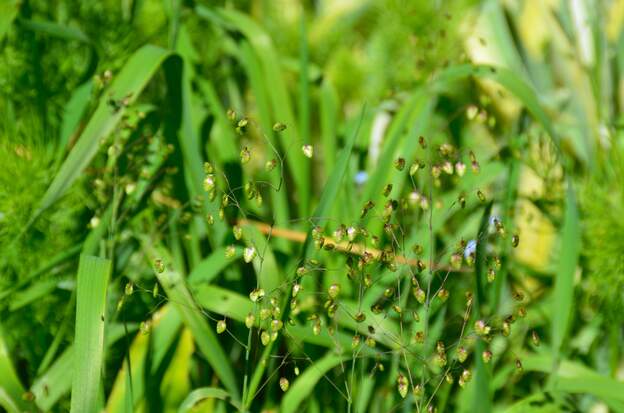 Briza media 2025 L'amourette commune .