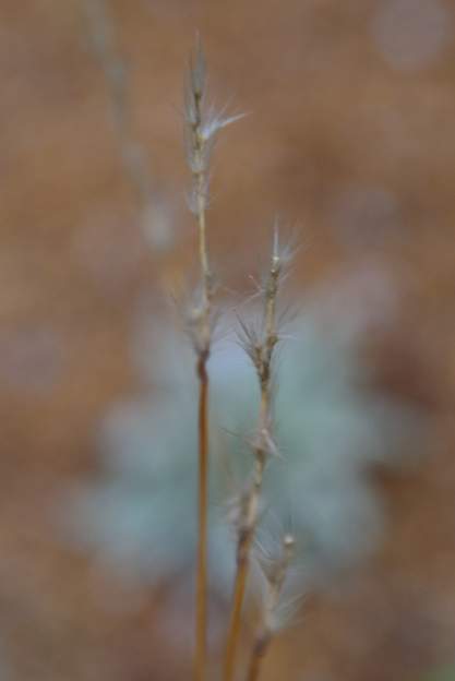 Cynosurus echinatus 1