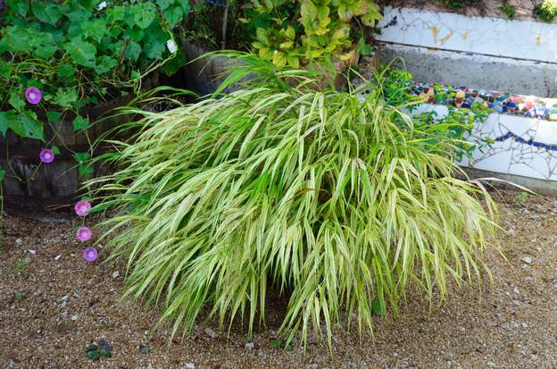Hakonechloa macrantha 'aurea' 1
