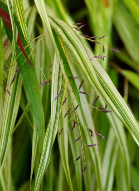 Hakonechloa macrantha 'aurea' 2 Elle fleurit en octobre ; plantée en pleine terre, ça ne lui a pas plu du tout.