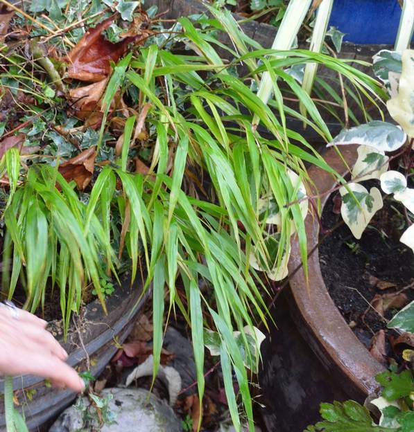 Hakonechloa macrantha la dorée est revenue au type de base