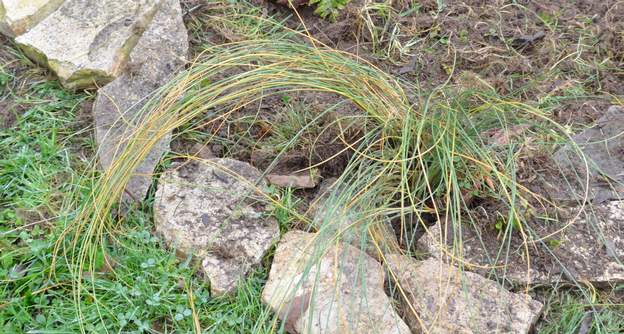 Lygeum spartum 2015 10 Plante de plein soleil