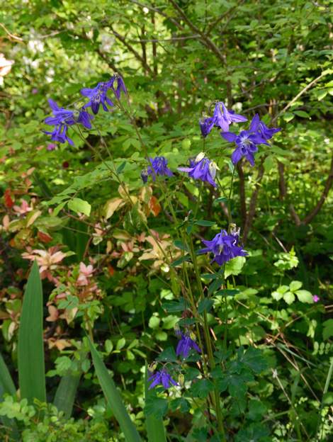 Bleue Peu de chances de l'identifier, elle est arrivée en passagère clandestine d'un berbéris !