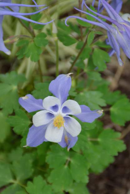 bleu pâle au coeur blanc