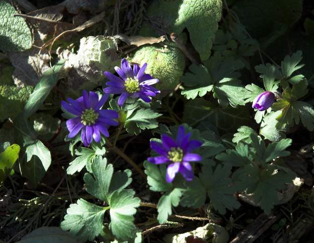 blanda la petite anémone bleue des sous-bois, très précoce.