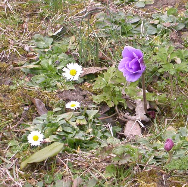 hortensis 2006 L'anémone des jardins, elle se ressème un peu partout, c'est le printemps !