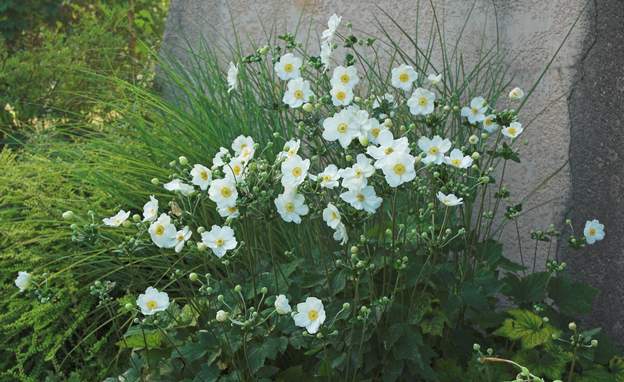japonica blanche 1 Ce sont les premières que nous avons eu, au siècle dernier. Elles végétaient dans les plates bandes du nord. Depuis qu'on leur a trouvé une place à l'ombre, un...
