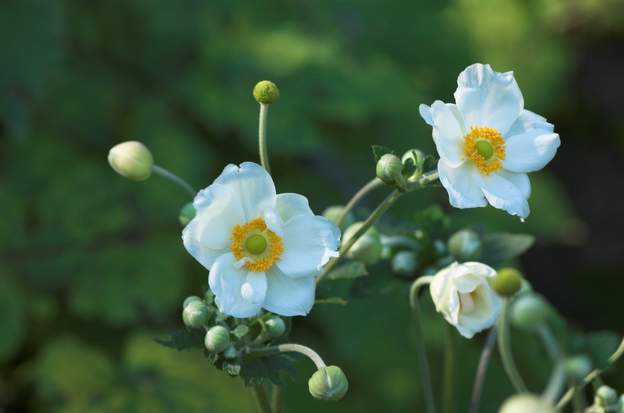 japonica blanche 2