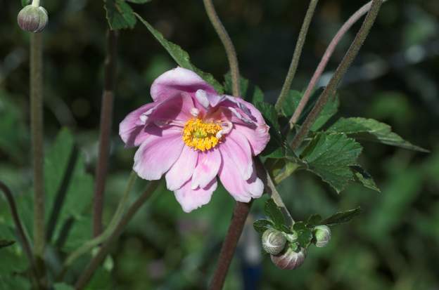 japonica rose double 2