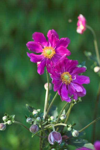 japonica rouge 1