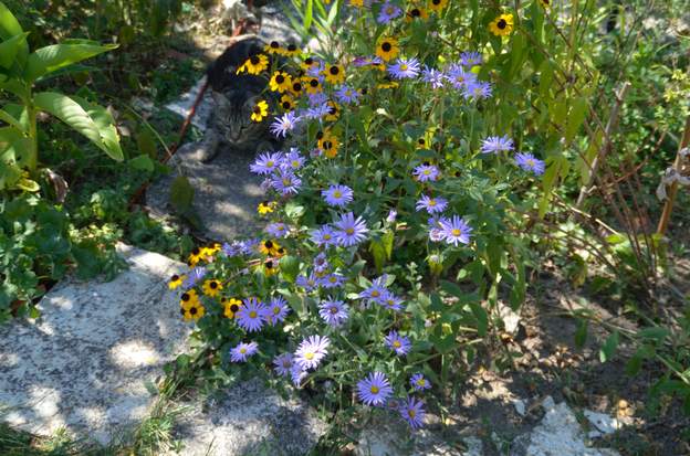 Aster frikartii 'Mönch' 2021 08
