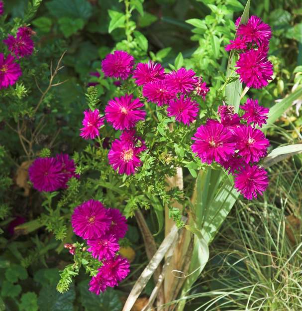 Aster novi belgi 2