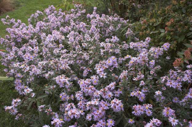 Aster vendangeuse