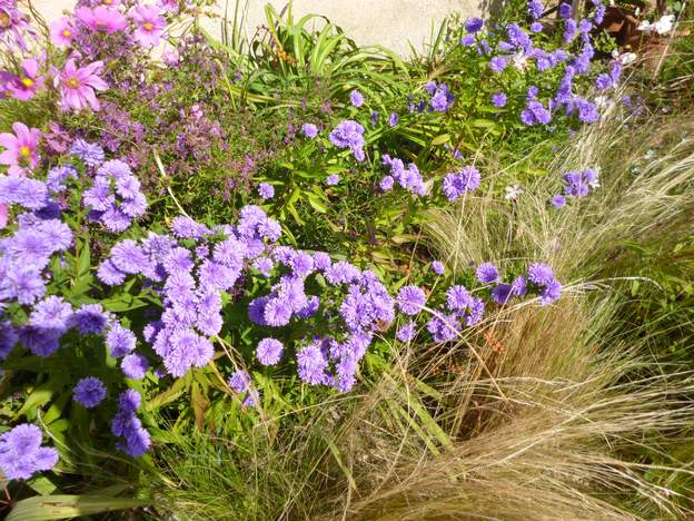 aster dumosus