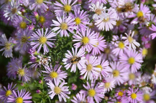 aster ericoides 'Pink Star' 2020