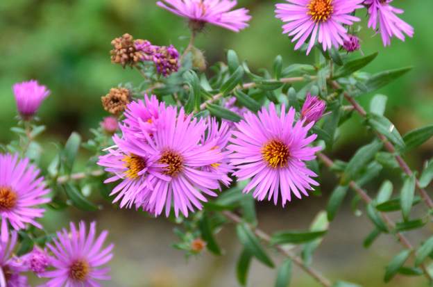 aster novae angliae 2022 (2)