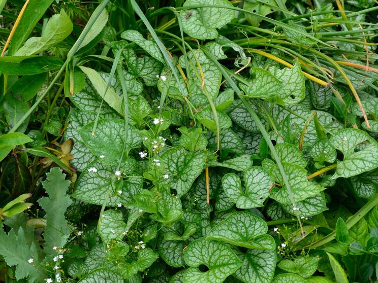 Brunnera