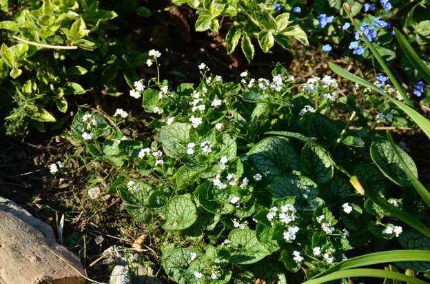 Brunnera macrophyla 'Mrs Morse' Cette plante est extraordinaire, car elle fleurit blanc