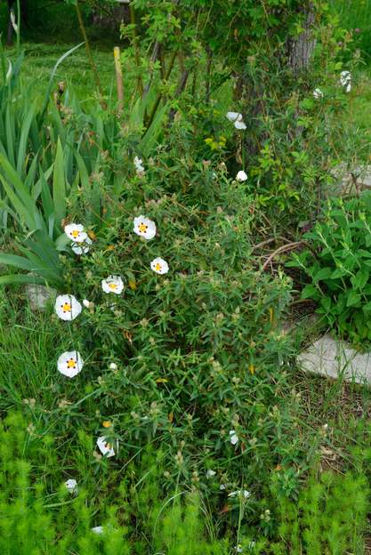 Cistus ladanifer 2019 05 ciste à gomme. Taches rouges à la base des pétales, calice à trois sépales. C'est une plante méditerranéenne, il a un peu de mal ici !