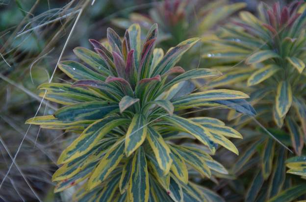 'Ascot Rainbow' 2012 Euphorbia x martinii 'Ascot Rainbow' : Une hybride de Martinii, avril 2012 sur le parking, rachetée en mai à Revel ! à l'origine, c'est un sport australien qui...