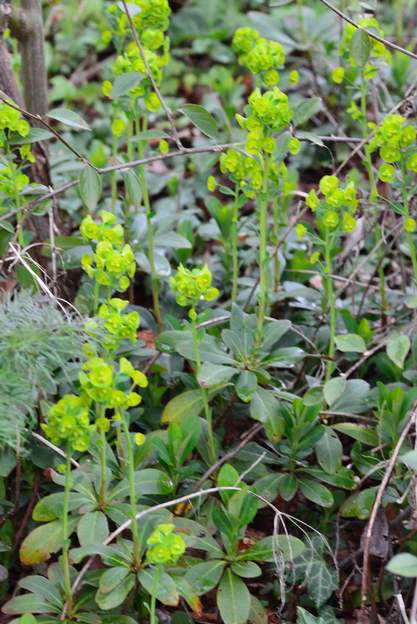 amygdaloides 3