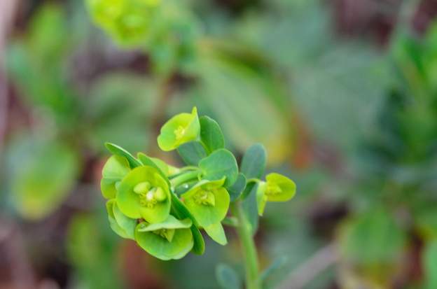 amygdaloides 4