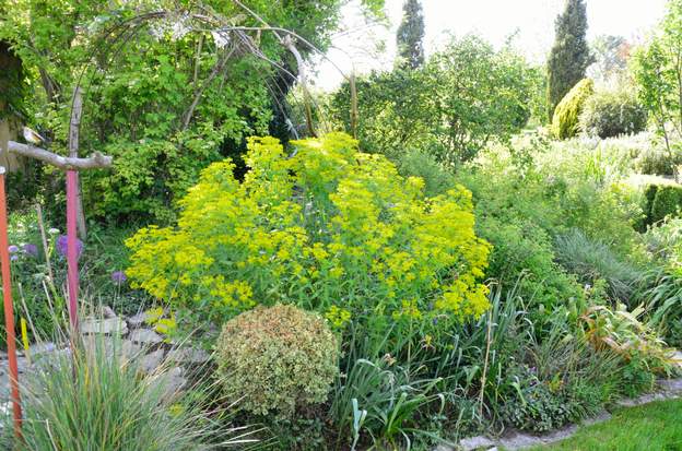 ceratocarpa 2021 Elle est vraiment belle !