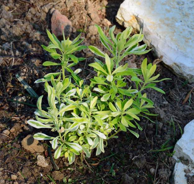 characias 'Glacier Blue' 2019 Une petite nouvelle. Test dans le massif d'Aurore.