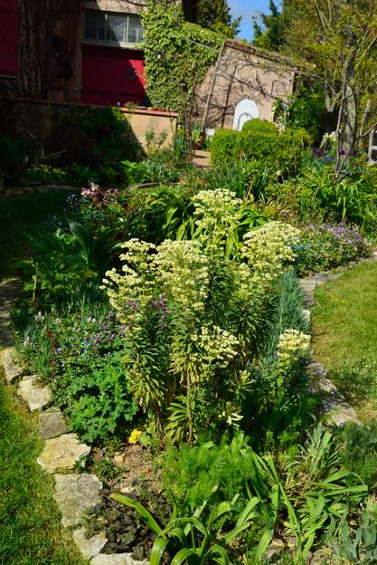 characias 'Glacier Blue' 2021 04